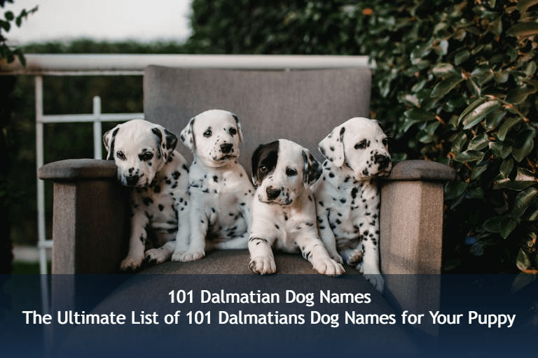 Four Dalmatian puppies sit on a beige armchair outdoors, surrounded by greenery. Text overlay reads: 