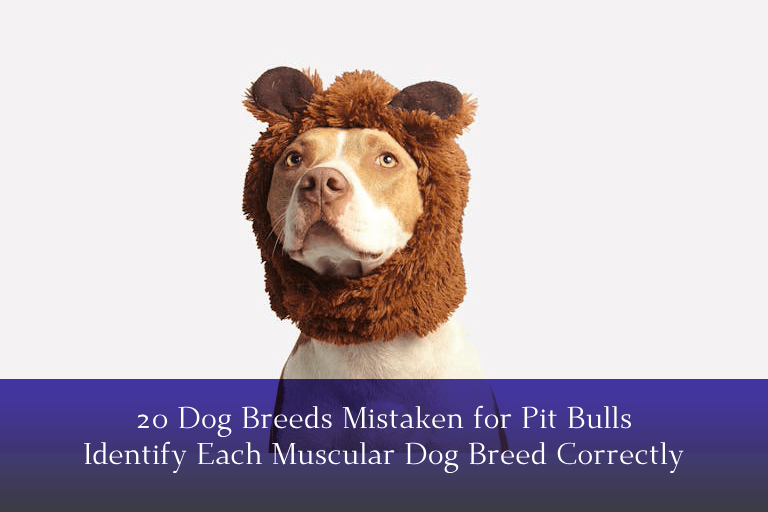 A dog in a brown furry hat with bear ears sits against a plain white background. Text below reads: 