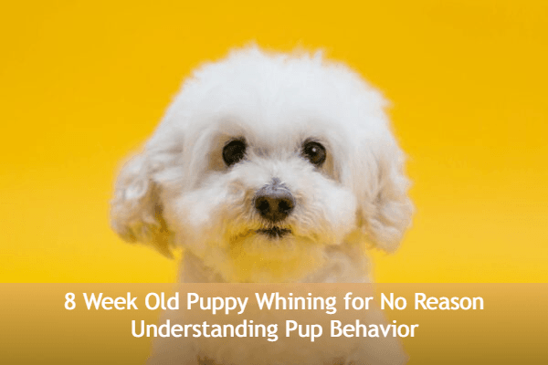 A small white puppy with fluffy fur looks at the camera against a yellow background. Text overlay reads: 