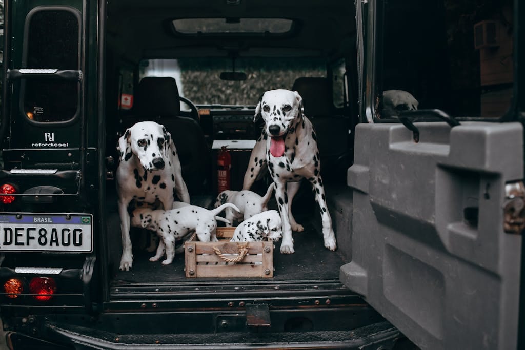 Dalmatians and puppies in the trunk of a Land Rover, ready for adventure.