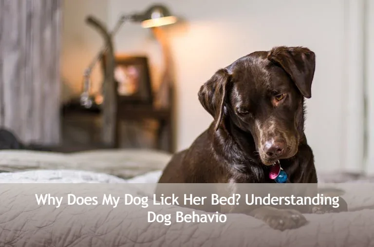 A chocolate Labrador sits on a bed, looking down with its tongue out. Text overlay asks, 
