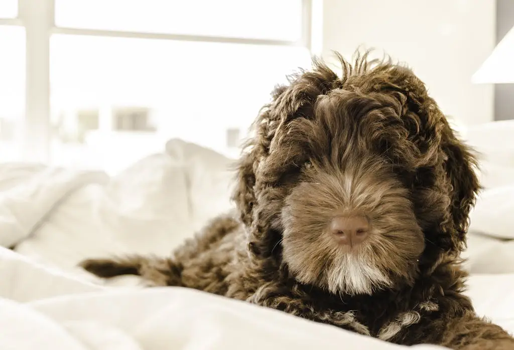Cute brown puppy resting on a cozy bed, featuring fluffy fur and a calm expression.