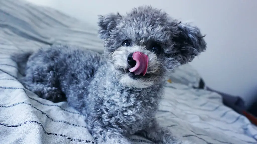 Cute gray poodle licking its nose while lying on a bed indoors, showcasing its fluffy fur.