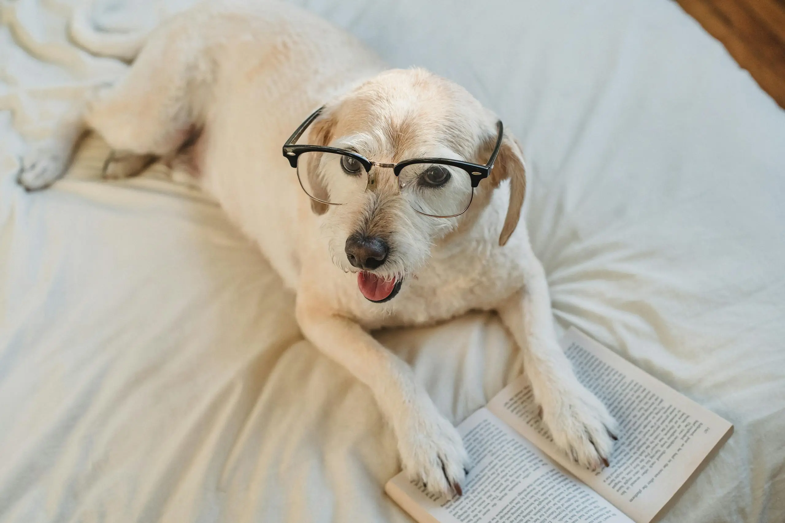 From above of happy white dog in glasses lying on white coverlet with book open